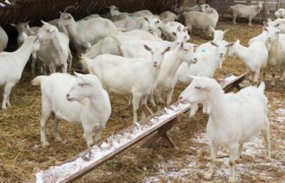 Разведение коз как бизнес: с чего начать, как преуспеть