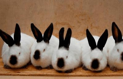 Готовый бизнес-план по организации кролиководческой фермы — перспективы рынка и анализ конкуренции, план сбыта, факторы риска Открыть кроличью ферму